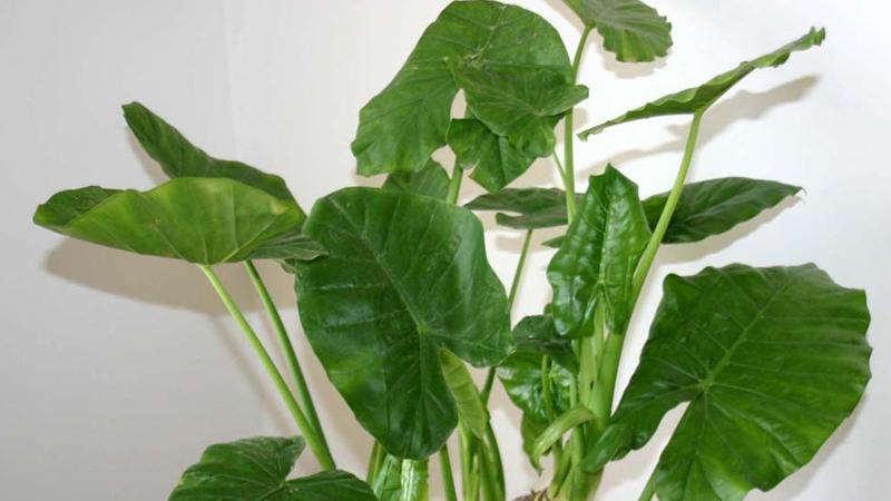 滴水觀音怎麼養