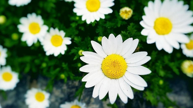 雛菊的花語