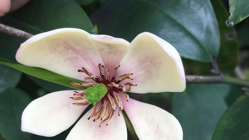 白蘭花怎麼養