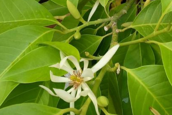 白蘭花怎麼養