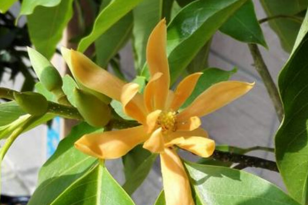 白蘭花怎麼養