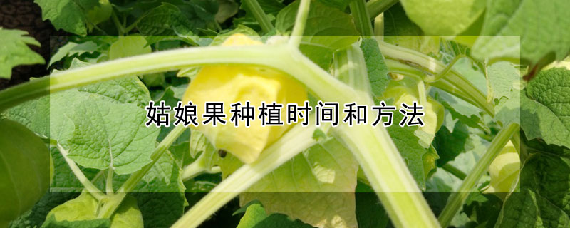 姑娘果種植時間和方法