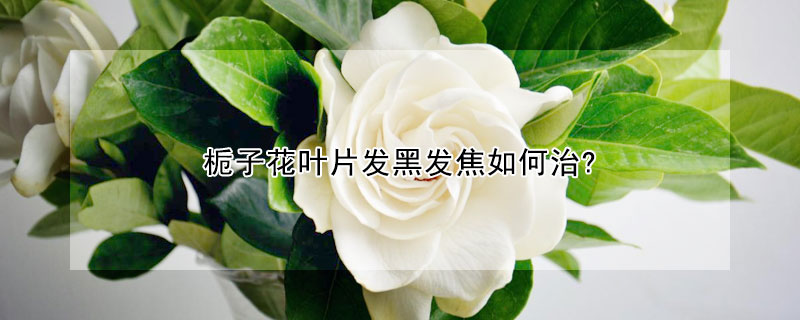梔子花葉片發黑發焦如何治?