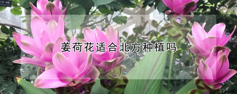 薑荷花適合北方種植嗎