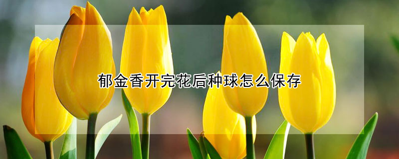 鬱金香開完花後種球怎麼保存