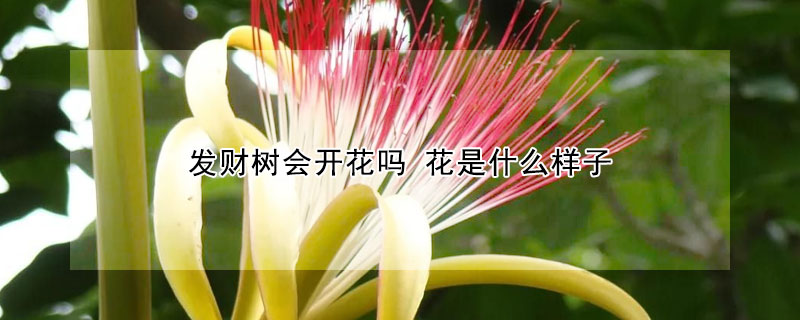 發財樹會開花嗎 花是什麼樣子