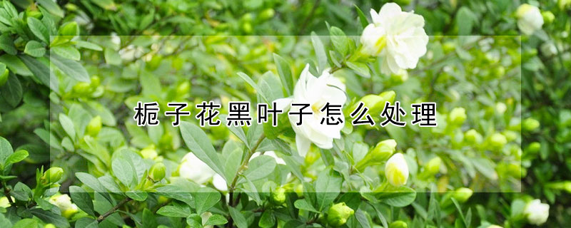 梔子花黑葉子怎麼處理