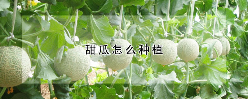 甜瓜怎麼種植
