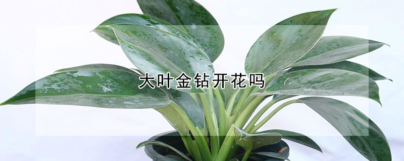 大葉金鑽開花嗎
