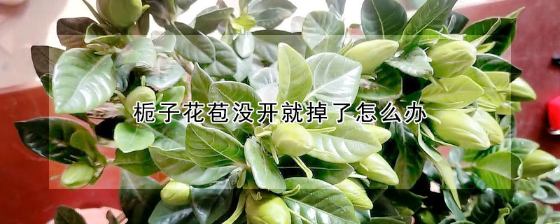 梔子花苞沒開就掉了怎麼辦