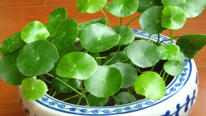 水培銅錢草怎麼爆盆