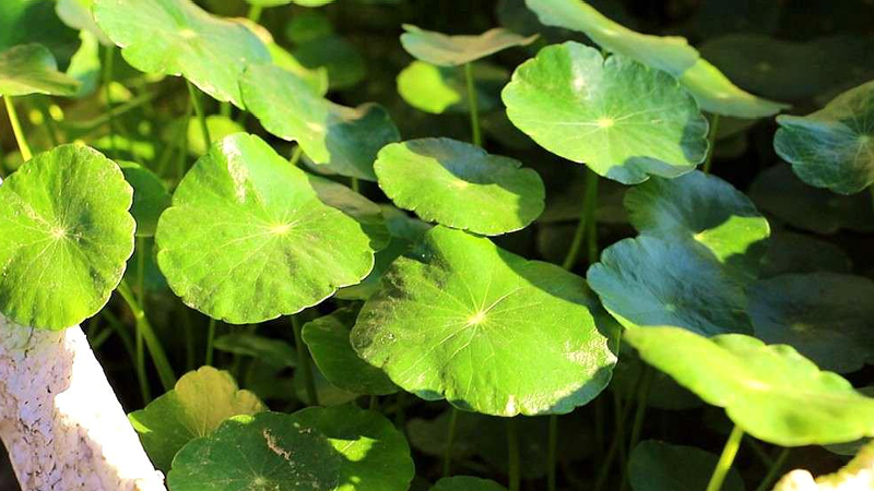 銅錢草怎麼養