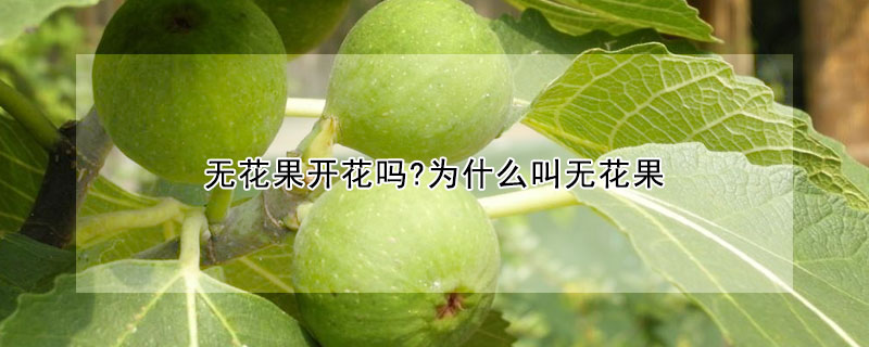 無花果開花嗎?為什麼叫無花果