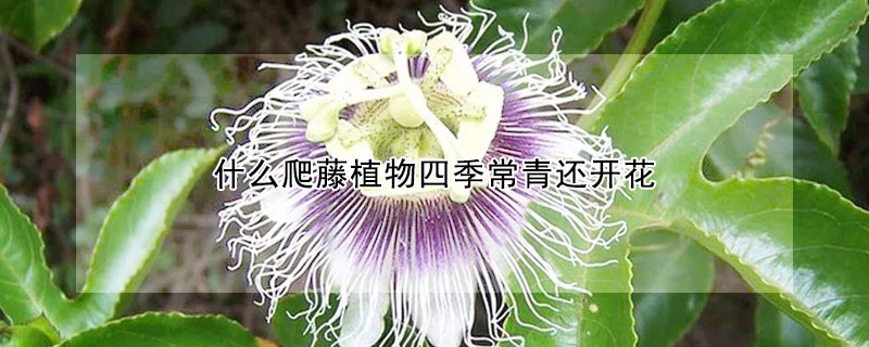 什麼爬藤植物四季常青還開花