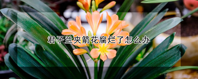 君子蘭夾箭花腐爛了怎麼辦
