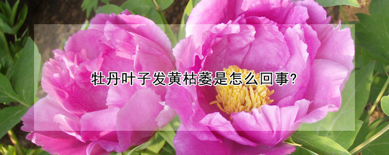 牡丹葉子發黃枯萎是怎麼回事?