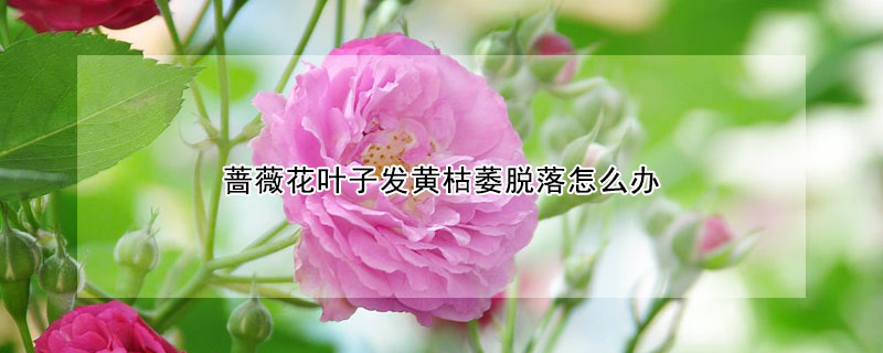 薔薇花葉子發黃枯萎脫落怎麼辦