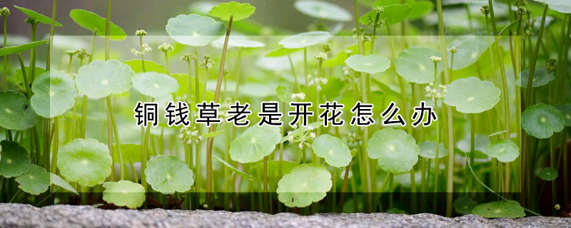 銅錢草老是開花怎麼辦