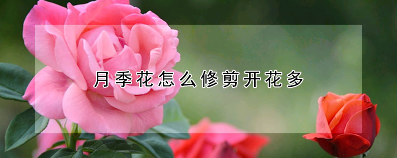 月季花怎麼修剪開花多