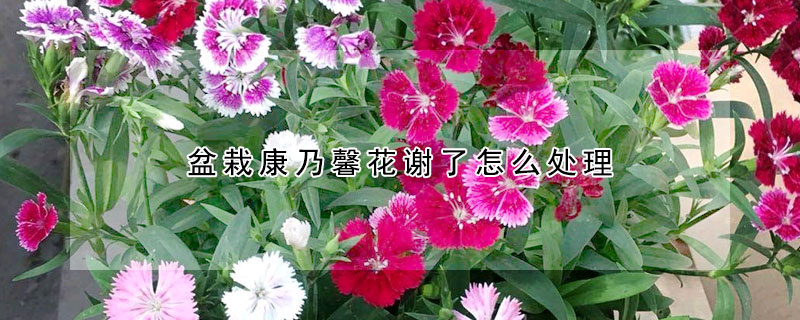 盆栽康乃馨花謝了怎麼處理