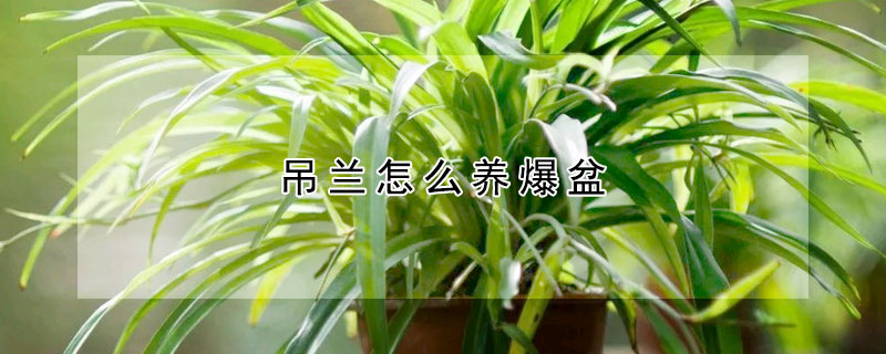 吊蘭怎麼養爆盆