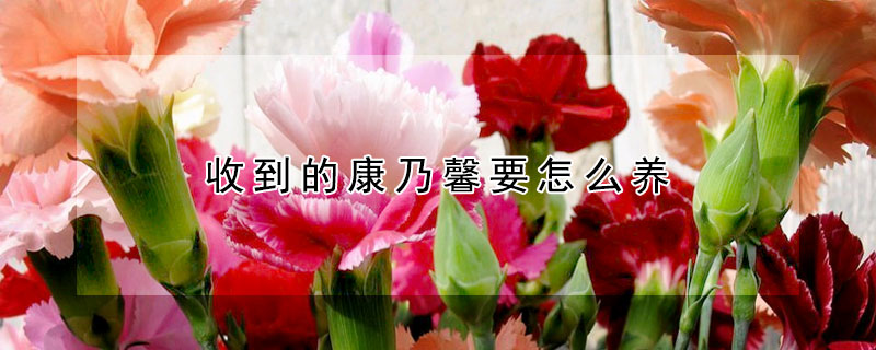 收到的康乃馨要怎麼養