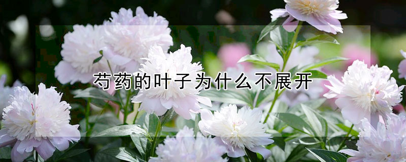 芍藥的葉子為什麼不展開