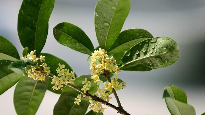 桂花什麼時候開