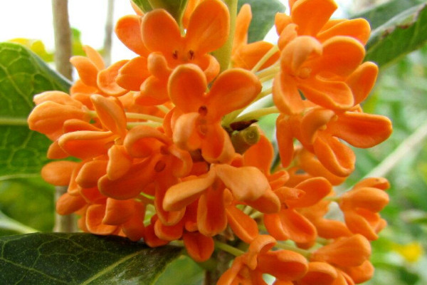 桂花什麼時候開