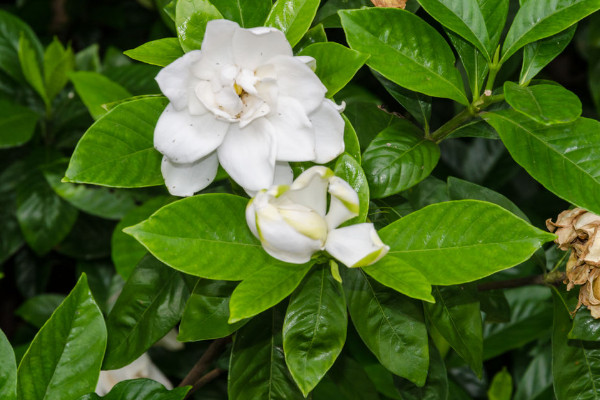 梔子花花期是什麼時候