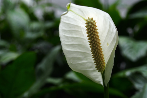 白鶴芋怎麼養
