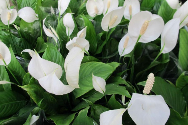 白鶴芋怎麼養