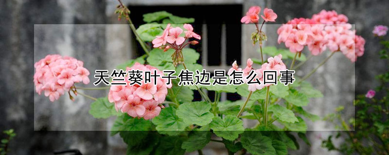 天竺葵葉子焦邊是怎麼回事