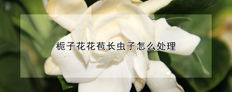 梔子花花苞長蟲子怎麼處理