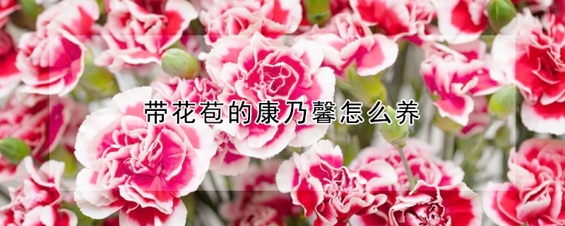 帶花苞的康乃馨怎麼養