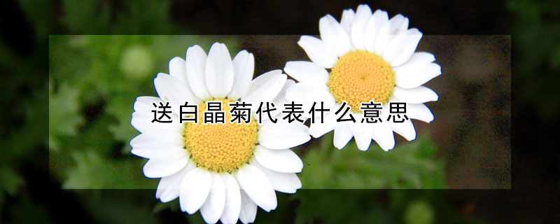 送白晶菊代表什麼意思