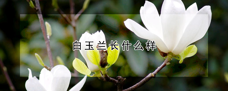白玉蘭長什麼樣
