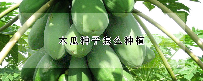 木瓜種子怎麼種植