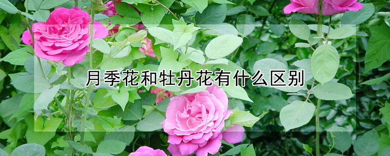 月季花和牡丹花有什麼區別