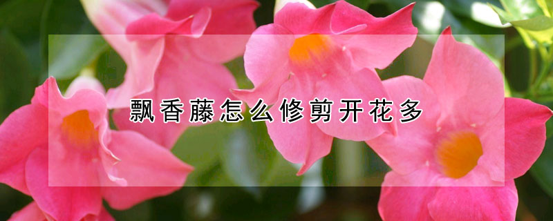 飄香藤怎麼修剪開花多