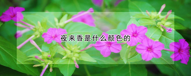 夜來香是什麼顏色的