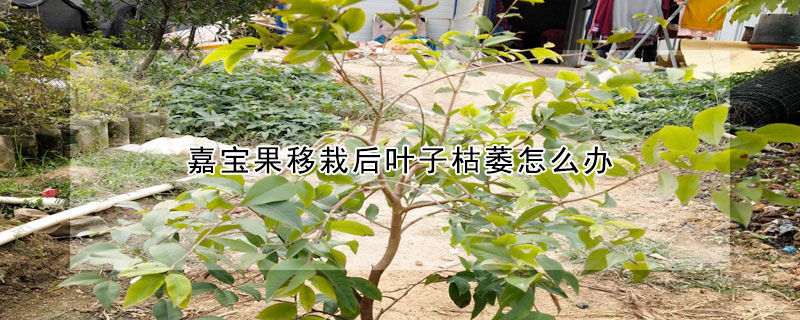 嘉寶果移栽後葉子枯萎怎麼辦