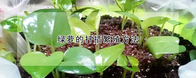 綠蘿的扡插繁殖方法