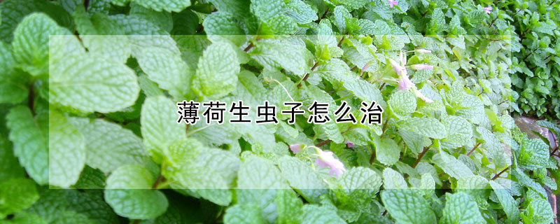 薄荷生蟲子怎麼治