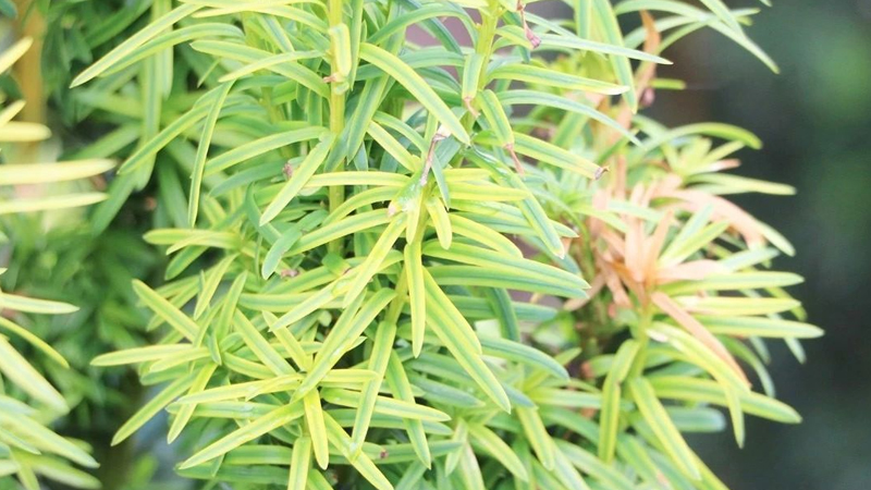 紅豆杉幹枯後急救方法