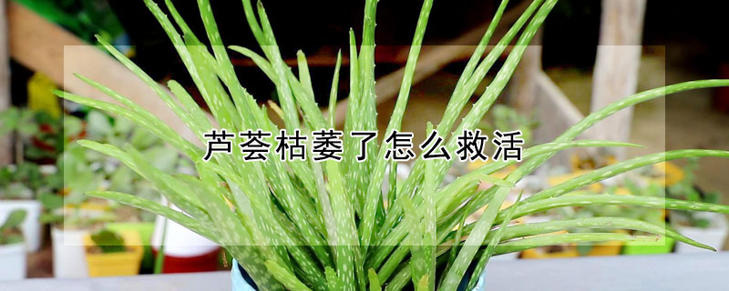 蘆薈枯萎了怎麼救活