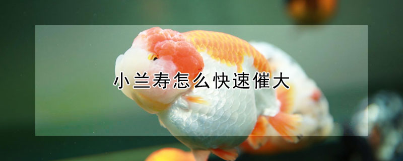 小蘭壽怎麼快速催大