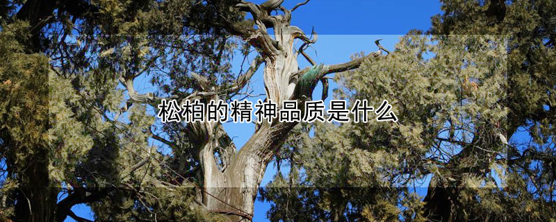 鬆柏的精神品質是什麼