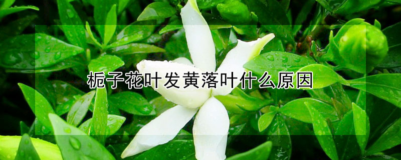 梔子花葉發黃落葉什麼原因