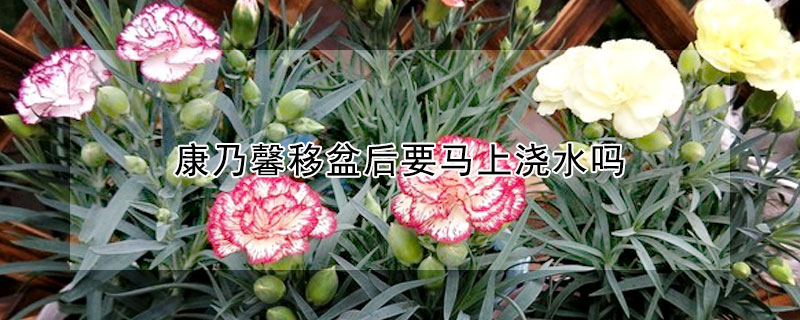 康乃馨移盆後要馬上澆水嗎